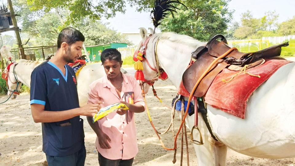 PFA Mysuru, WVS Ooty hold horse care camp; treat 89 equines