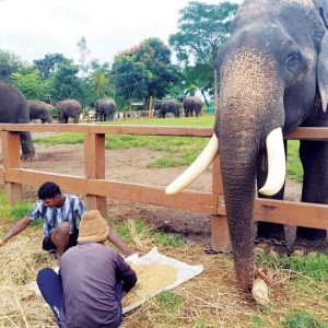 Andhra Pradesh elephant handlers train in Dubare