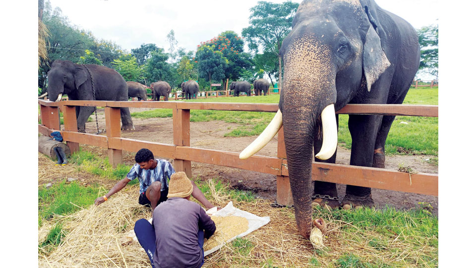 Andhra Pradesh elephant handlers train in Dubare