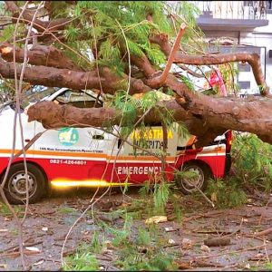 Ambulance damaged as huge tree falls