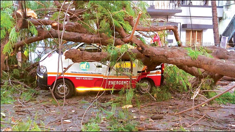 Ambulance damaged as huge tree falls