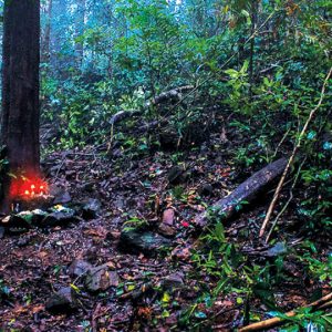 SC recommends policy to preserve sacred groves