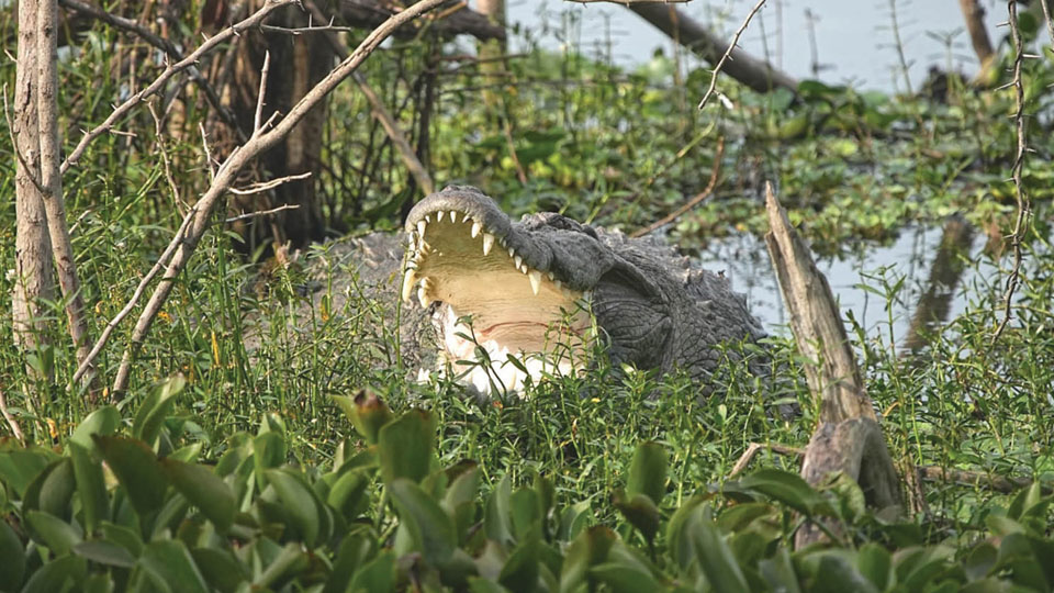 Crocodile sighted in Kukkarahalli Lake