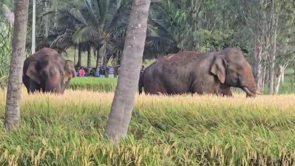 Wild elephants on city outskirts driven back to forest