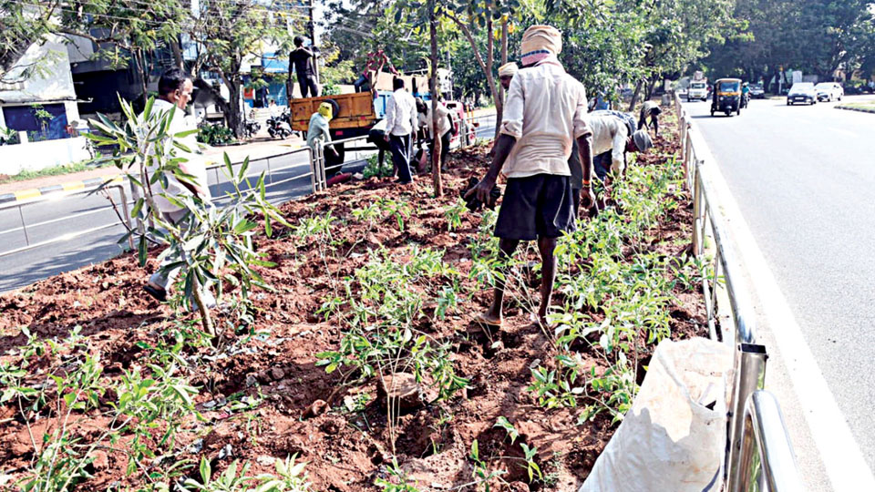 Vishwamanava Double Road median set to bloom with ornamental plants