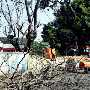 MCC cuts tree branches on Dewan’s Road for commuter safety