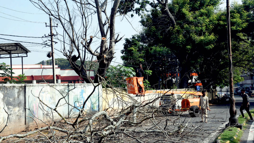 MCC cuts tree branches on Dewan’s Road for commuter safety