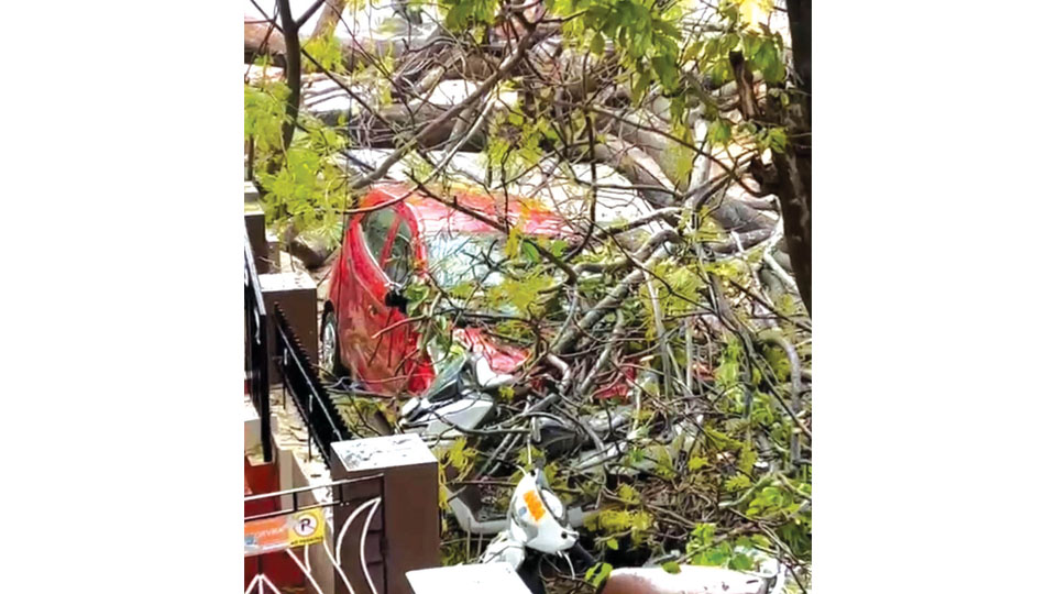 Cars damaged as tree falls