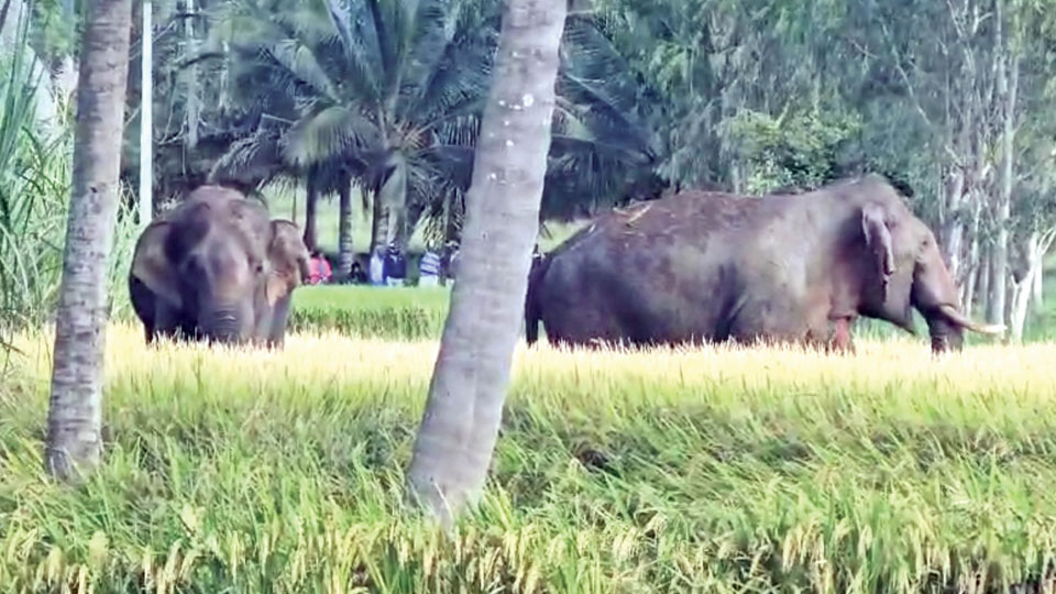 Wild elephants spotted on city outskirts