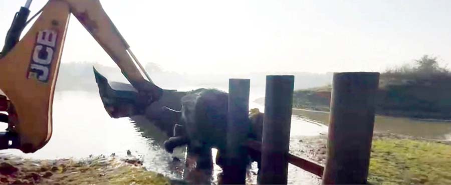 Tusker trapped in railway barricade pillars