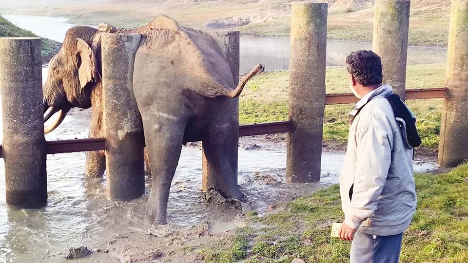 Tusker trapped in railway barricade pillars rescued