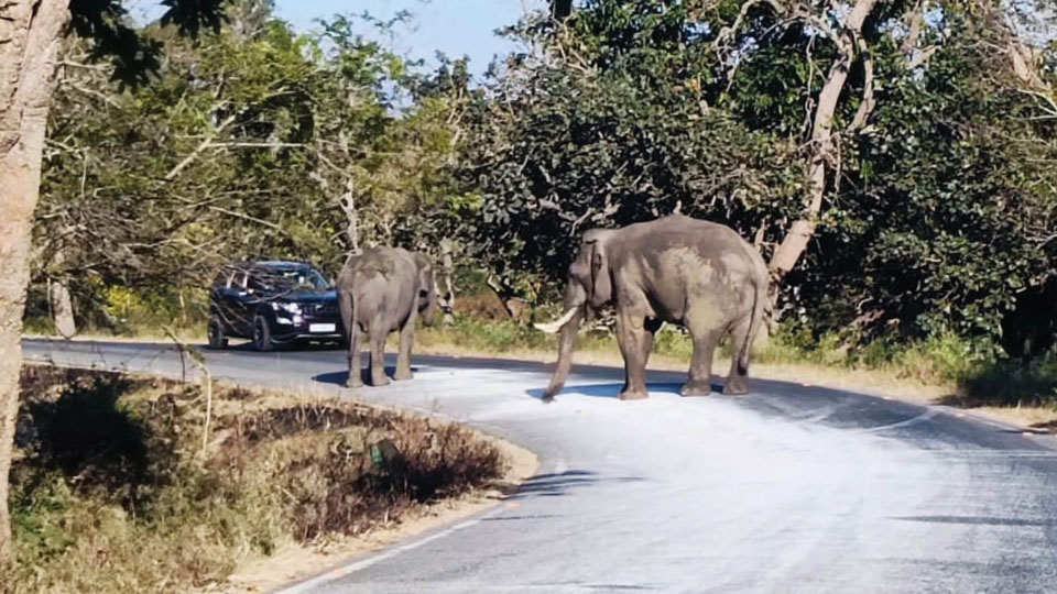 Jumbos hold up traffic on Mysuru-Ooty Highway!