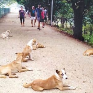 Animal feeding banned inside Kukkarahalli Lake