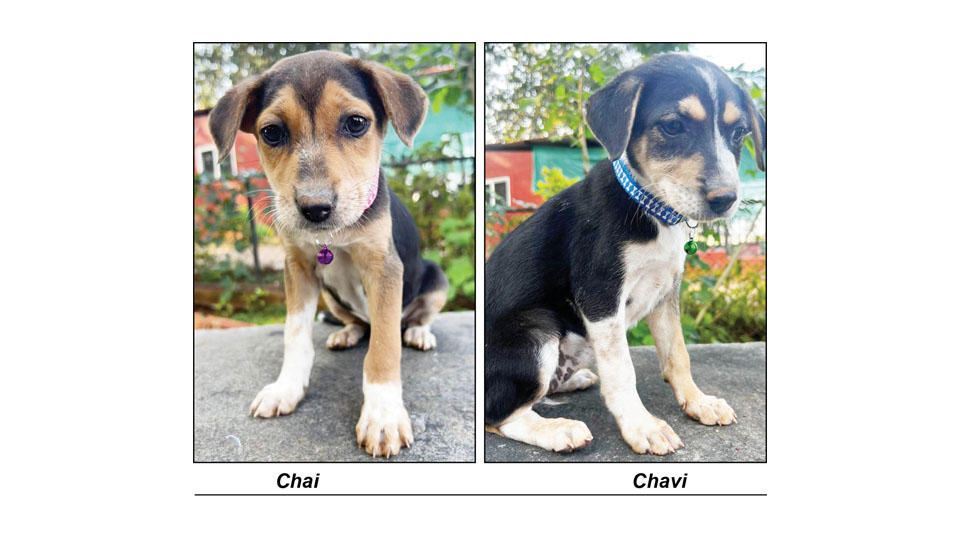 Star Pups: Adopt us…