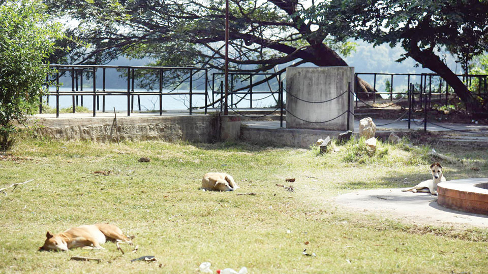 Row over animal feeding inside Kukkarahalli Lake:  Mysore University bows to pressure; lifts ban