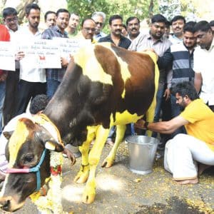 Former MP Prathap Simha condemns attack on calf in Nanjangud