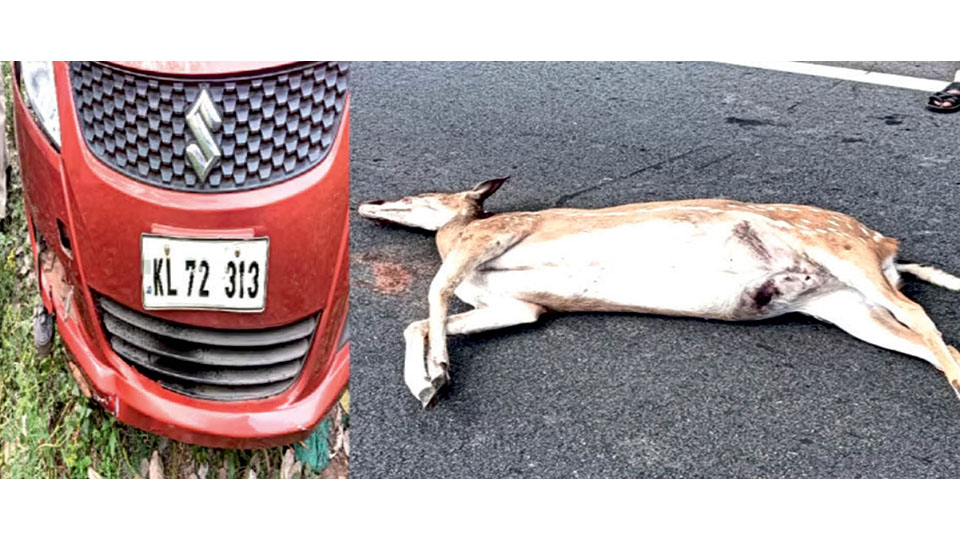 Deer killed inside Bandipur Reserve; car driver arrested