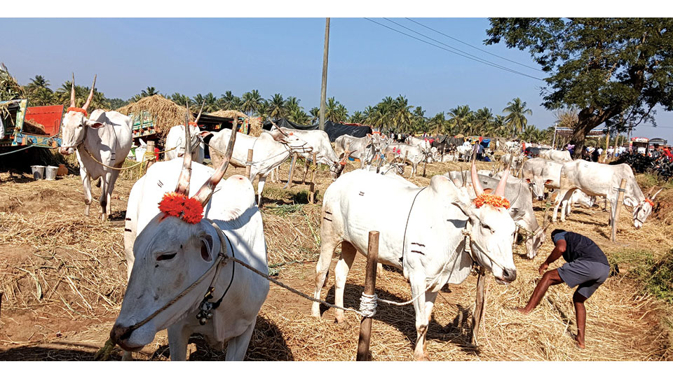 Chunchanakatte cattle fair begins