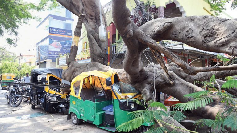 One injured as huge tree trunk falls - Star of Mysore