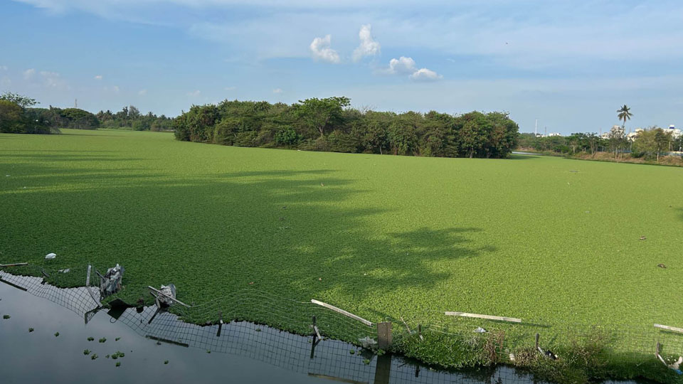 Hebbal Lake under threat: Urgent steps needed