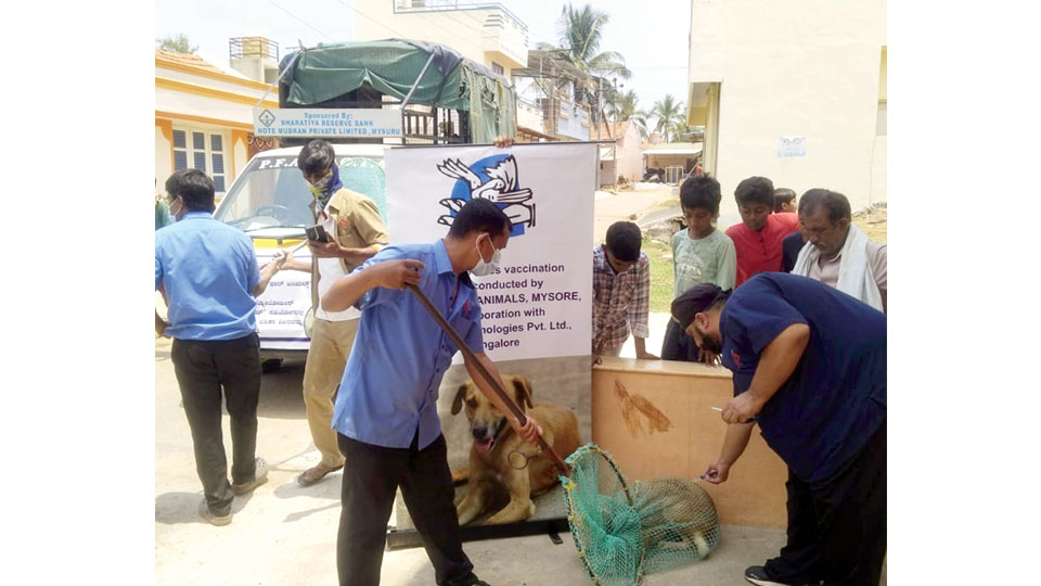 PFA Mysore holds free anti-rabies vaccination camp in 12 villages