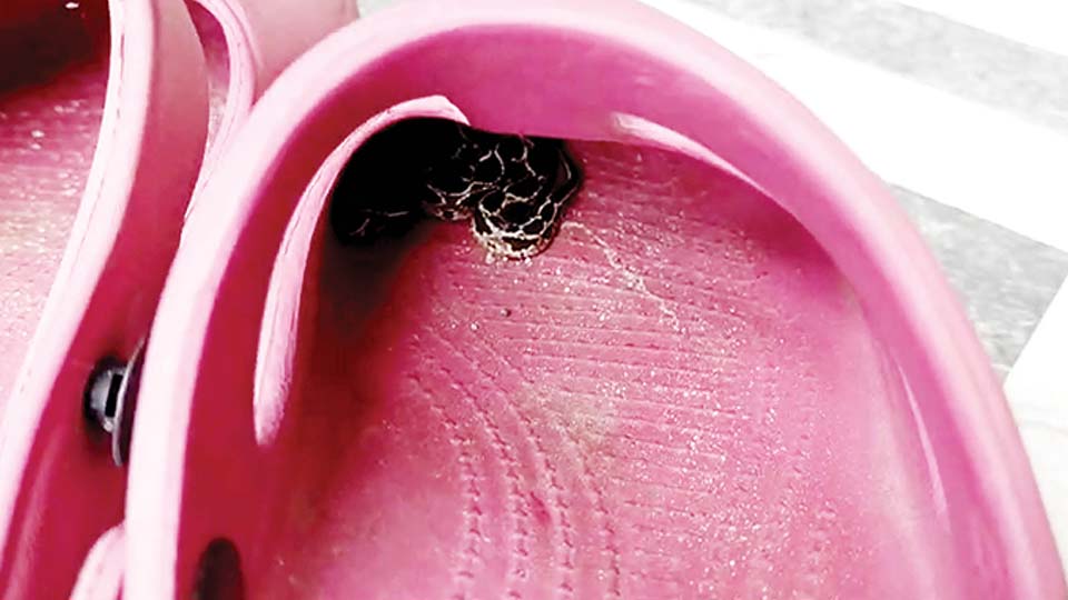 Snake rescued from sandal in city