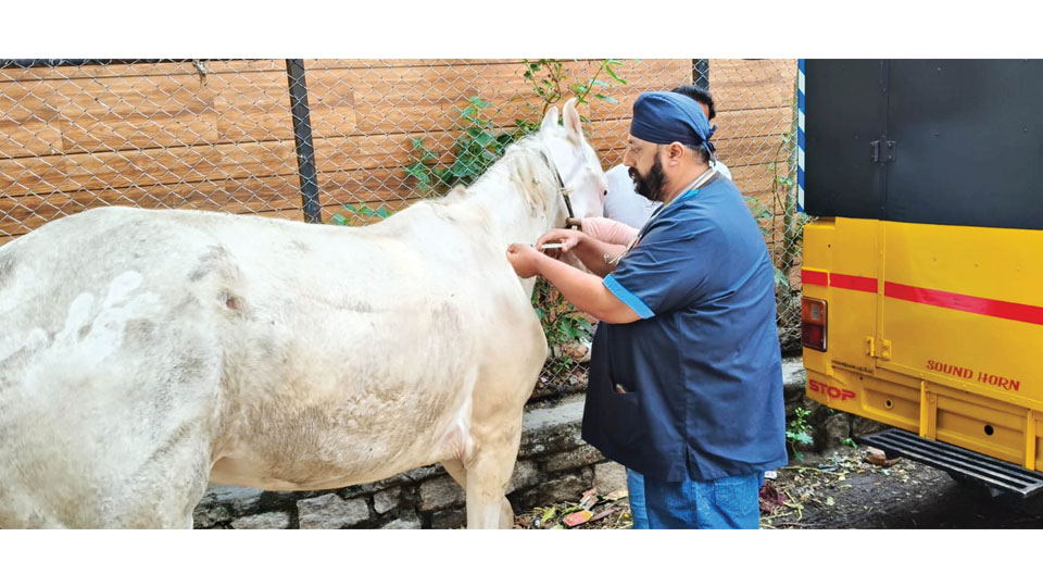 PFA, WVS conduct free health camp for horses