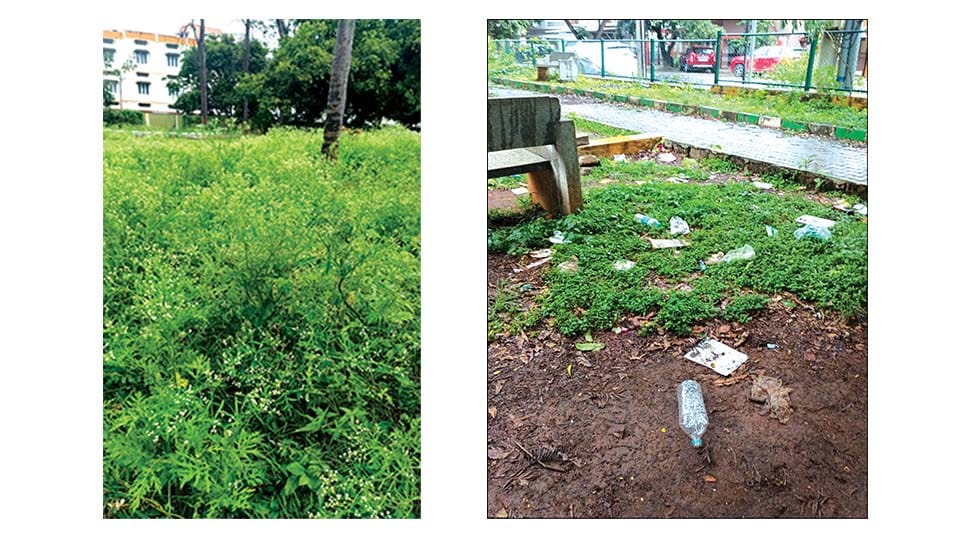 ‘Parthenium Park’ in city!