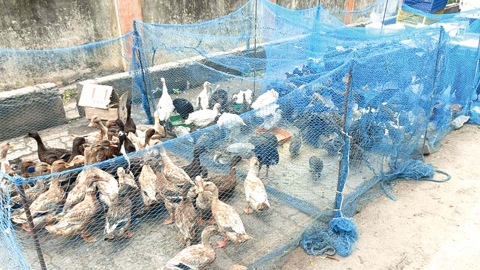 Live poultry now sold on Mysuru’s footpaths