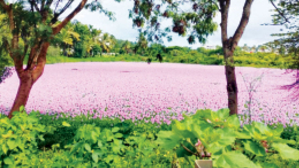 Lavender bloom transforms Kushalnagar’s Thavarekere