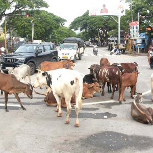 Never-ending stray cattle menace in city