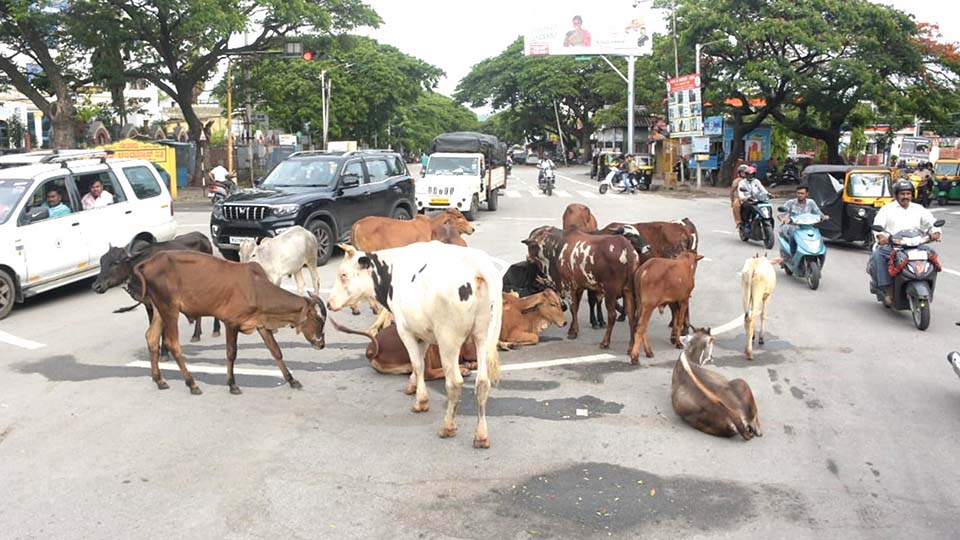 Never-ending stray cattle menace in city