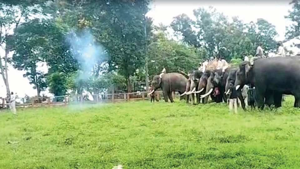 Dasara elephants selection begins; 25 assessed at camps