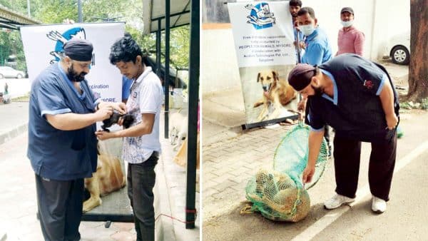 PFA Mysore conducts anti-rabies vaccination drive across city - Star of ...