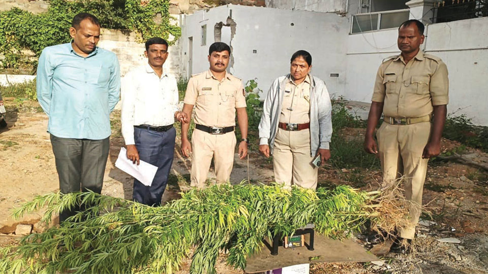 Six marijuana plants seized