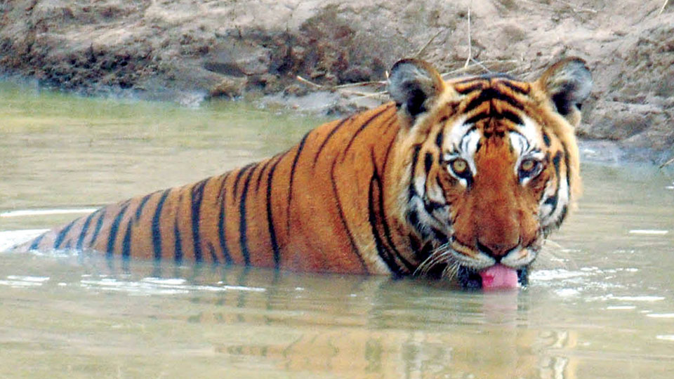 International Tiger Day: Plastic-free Tiger Reserve campaign, plantation of 2,000 seedlings launched