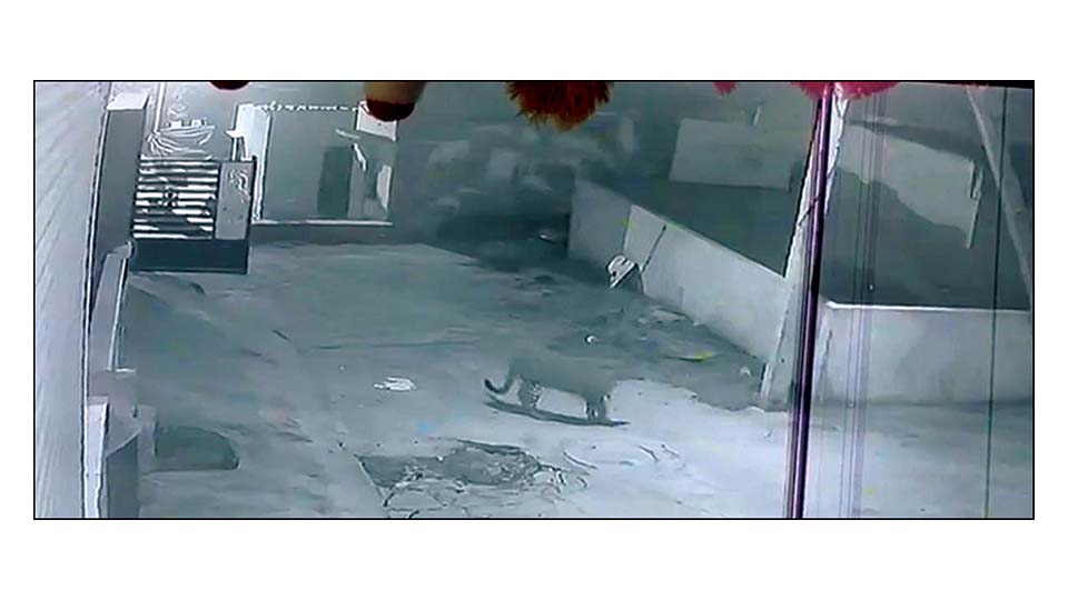 Leopard caught on camera atop Ch. Hill