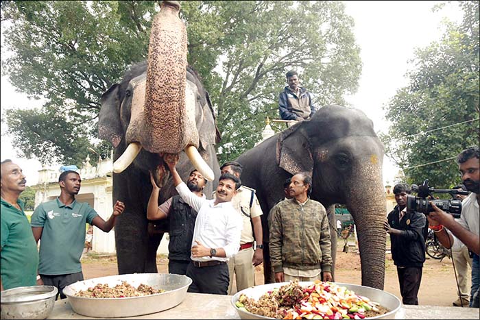 Jumbo-sized diet for Dasara elephants