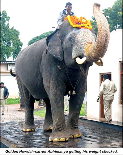 Dasara elephants