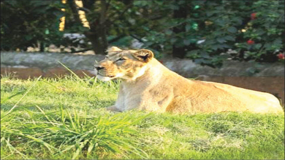 Lioness Rakshitha dies at Mysuru Zoo