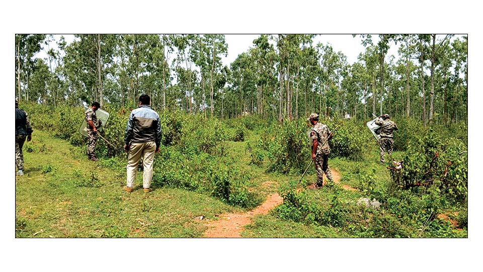 It is not two but three tigers in mini forest near Yelwal!