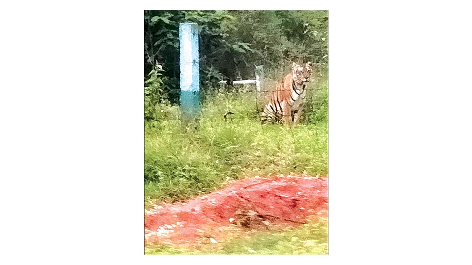 Two tigers spotted near Yelwal