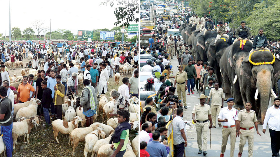 Goats, Votes, Buses, Jumbos & Dumbos