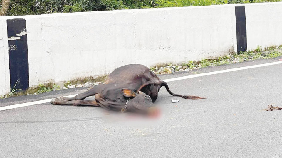 Stop reckless, high-speed driving on Chamundi Hill Road