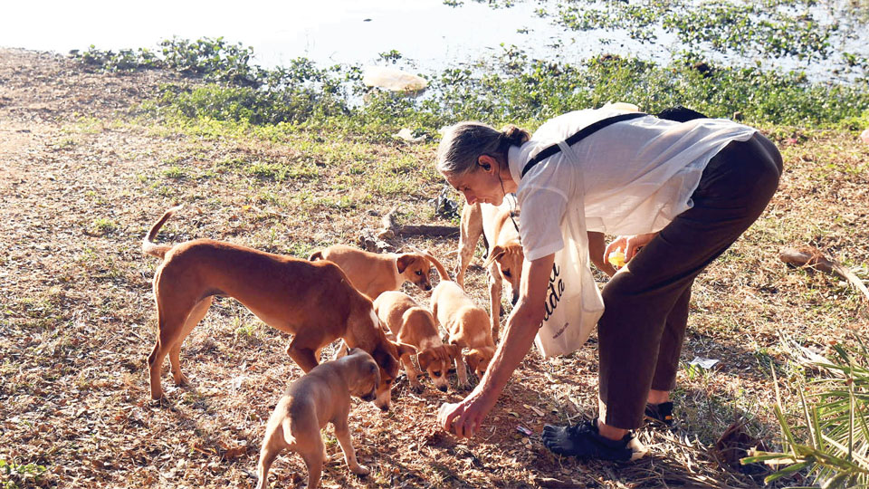 No Feeding stray dogs in public