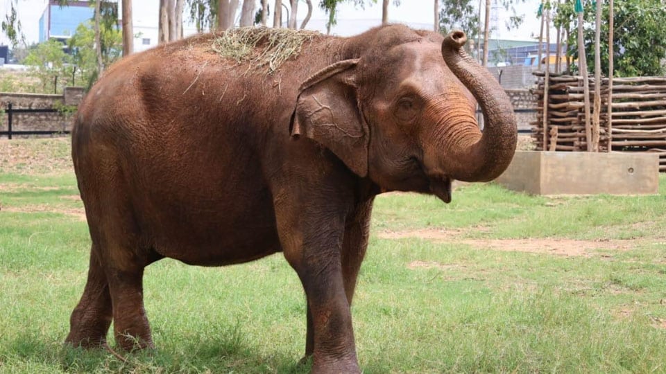 Mysuru Zoo’s beloved elephant Padmavathi passes away at 71