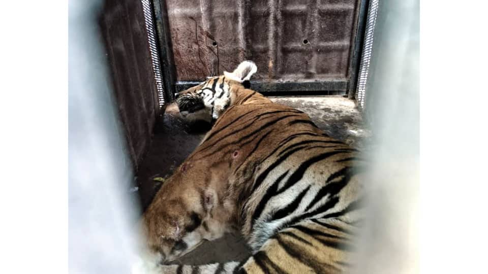 Injured tiger shifted to Koorgalli rehab centre