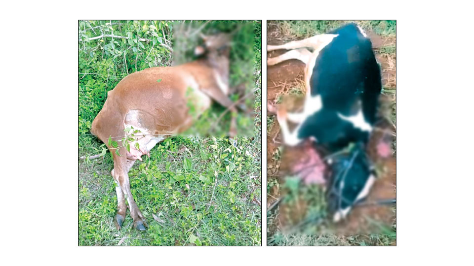 Three cows killed by tiger near Yelwal