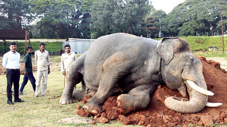 Mud Spa: Forest Department introduces mud bath therapy for Dasara elephants