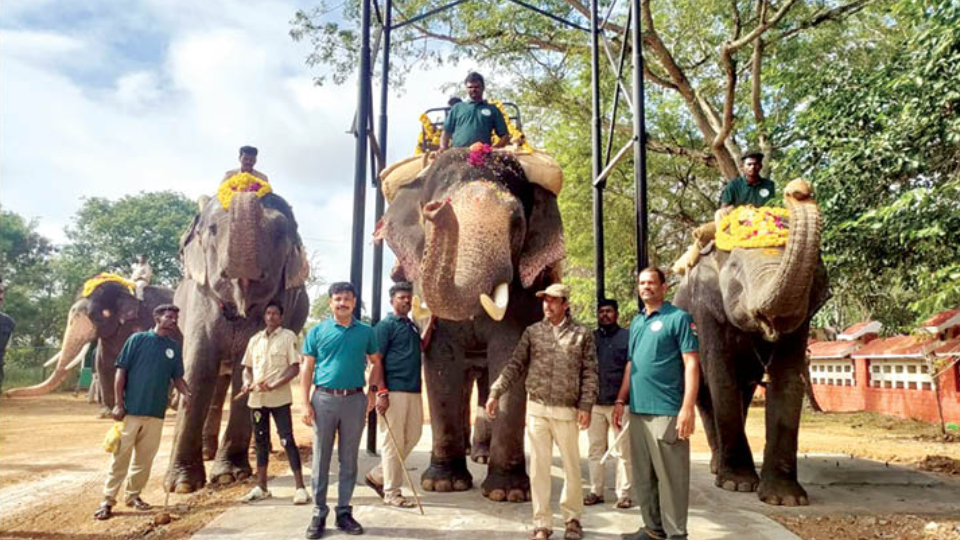 Weight training: Elephant Mahendra does it with finesse